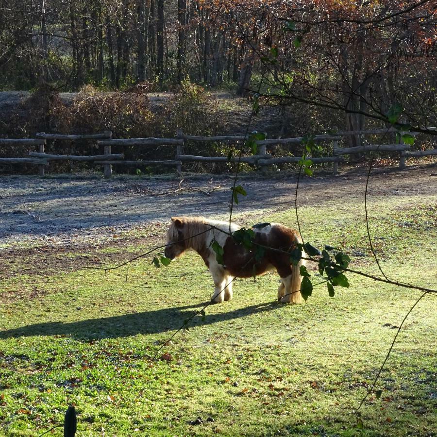 Agriturismo Campo Dei Fiori Rancio Valcuvia エクステリア 写真